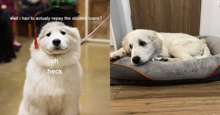 What the Heckin’ Dog: Unraveling the Canine Language of Internet Memes and Online Culture
